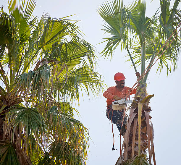 Best Tree Health Inspection  in Roseburg, OR