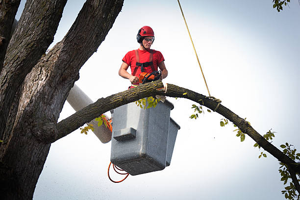 Best Fruit Tree Pruning  in Roseburg, OR