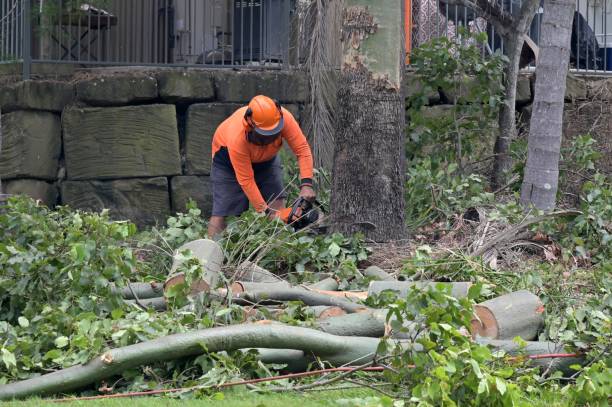 Best Lot and Land Clearing  in Roseburg, OR